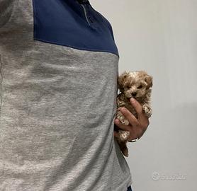 Maltipoo albicocca mini toy ( Maltese Barboncino )