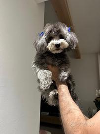 Maltipoo per accoppiamento