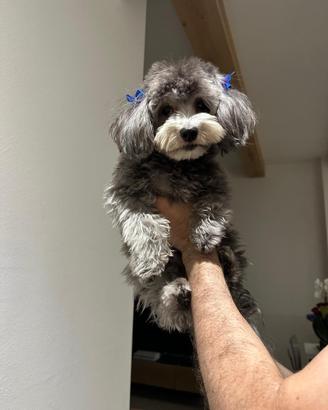 Maltipoo per accoppiamento