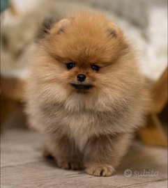 Spitz Di Pomerania Mini
