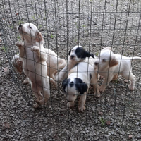 Cuccioli Setter Inglese