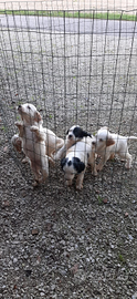 Cuccioli Setter Inglese