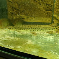 Alligator gar