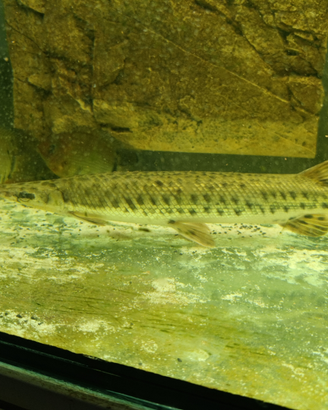 Alligator gar