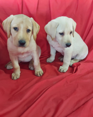 Labrador