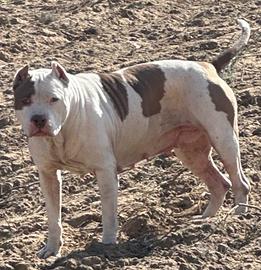 Pitbull