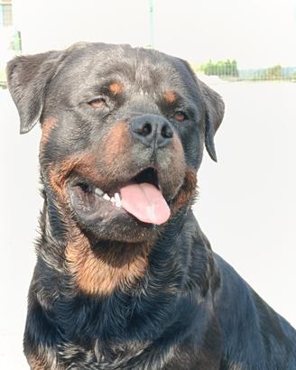Rottweiler per monta