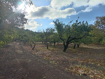 Frutteto sull'Etna