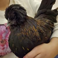 Gallina moroseta ovaiola