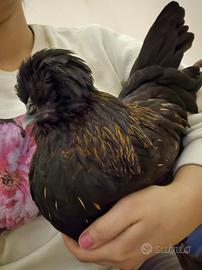 Gallina moroseta ovaiola