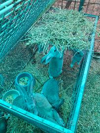 Conigli grigio di carmagnola