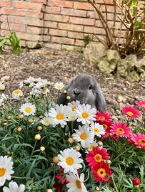 Coniglio nano ariete