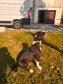 American staffordshire terrier di 5 mesi