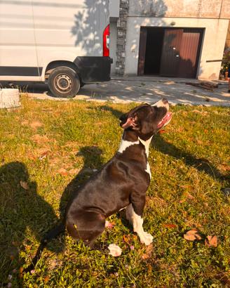 American staffordshire terrier di 5 mesi