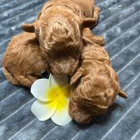 Barboncini pedigree enci italiano