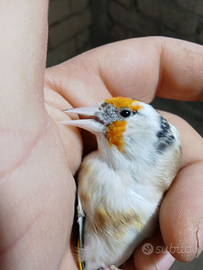 Cardellina Mayor 2024