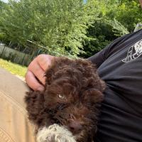 Lagotto romagnolo