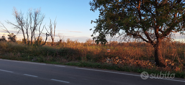 Uliveto con accesso strada provinciale