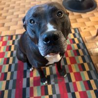 HAMSTAFF per accoppiamento