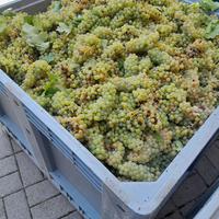 vino sfuso e imbottigliato a fermentazione natural