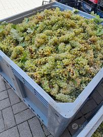 vino sfuso e imbottigliato a fermentazione natural