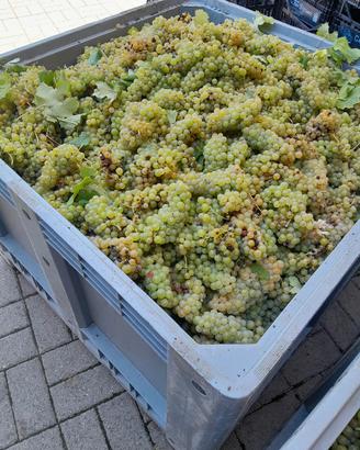 vino sfuso e bottiglia a fermentazione naturale