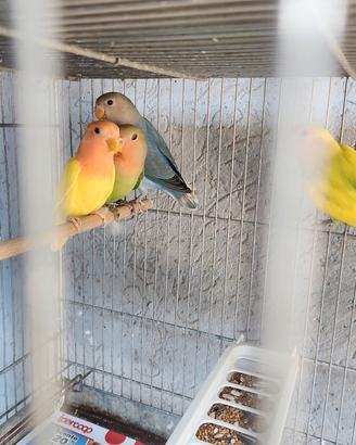inseparabili
