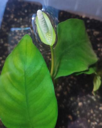 anubias barteri var.barteri con fiore