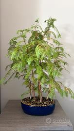 Bonsai