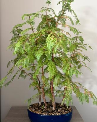 Bonsai