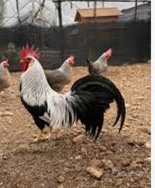 Galline