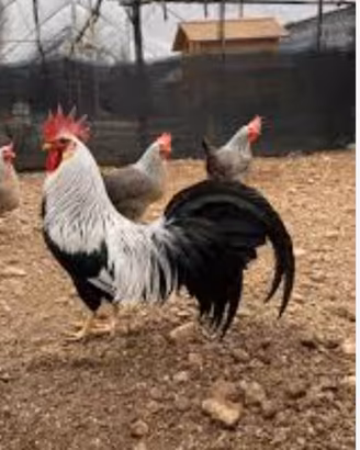 Galline
