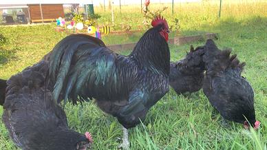Australorp neri e grigi