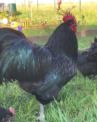 Australorp neri e grigi