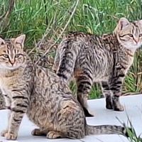 Gattini in adozione