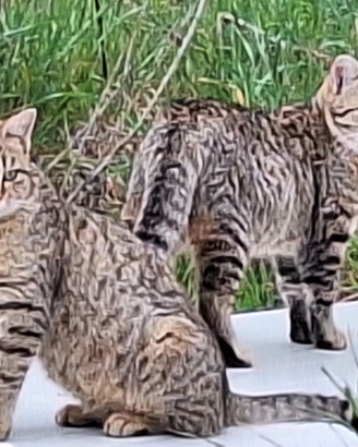 Gattini in adozione