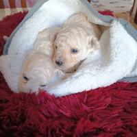 Cuccioli di barboncini toy