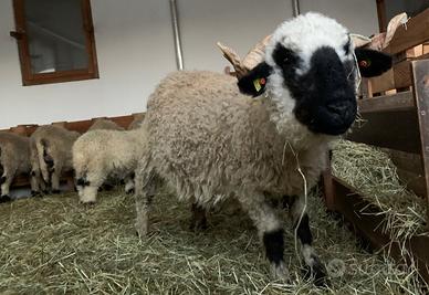 Femmine pecora naso nero del vallese