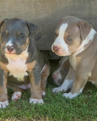 Cuccioli Pit bull