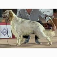 Setter inglese beccacce