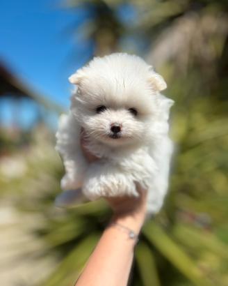 Pomerania bianco pedigree ENCI Spitz