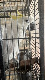Pappagallo cacatua