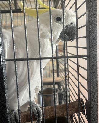 Pappagallo cacatua