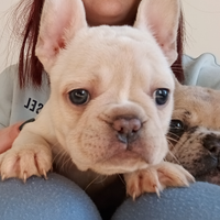 Cucciola femmina Bulldog Francese