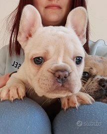 Cucciola femmina Bulldog Francese