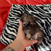 Chihuahua femmina pelo lungo tigrata mini