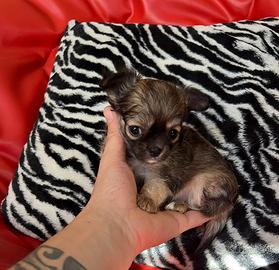 Chihuahua femmina pelo lungo tigrata mini