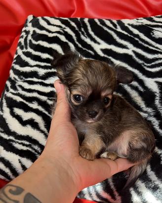 Chihuahua femmina pelo lungo tigrata mini