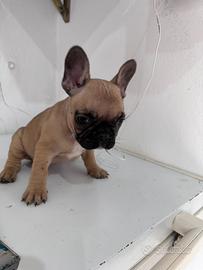 Disponile cucciola di bulldog francese