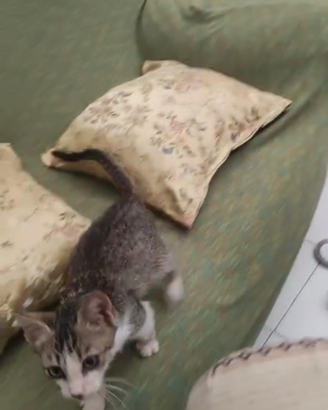 Gatto pazzo